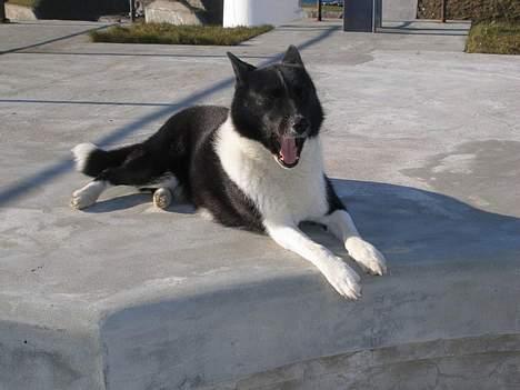 Karelsk bjørnehund Lucka billede 14