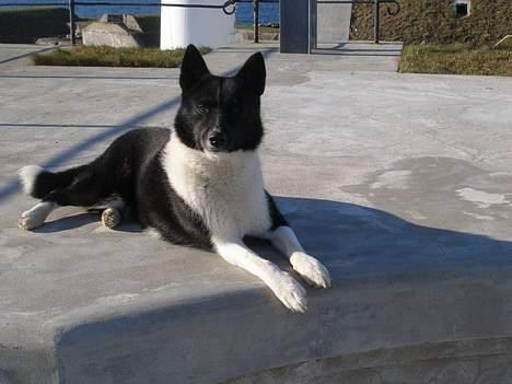 Karelsk bjørnehund Lucka billede 15