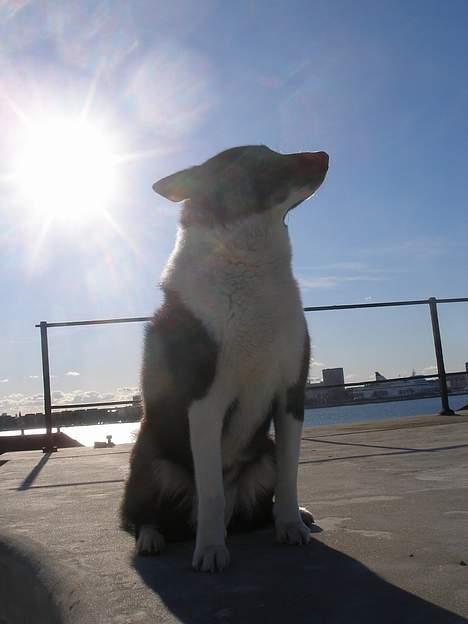 Karelsk bjørnehund Lucka billede 16