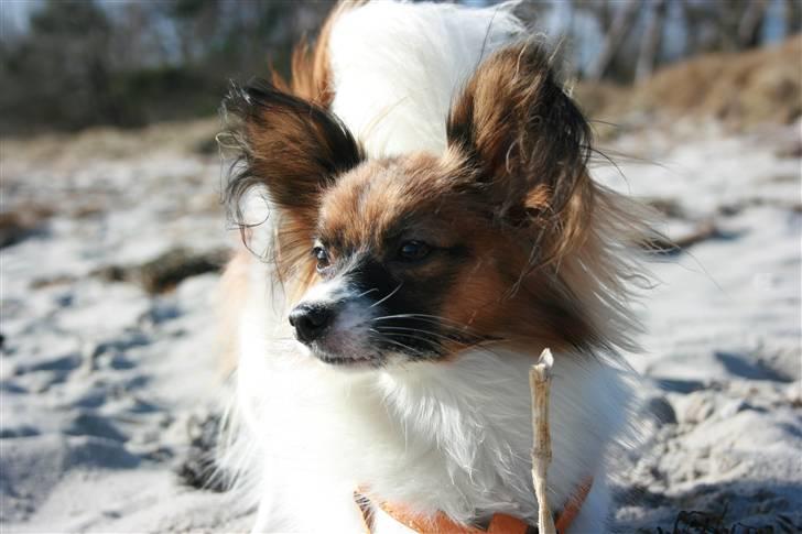 Papillon Toymaker´s Milla Vanilla. billede 1