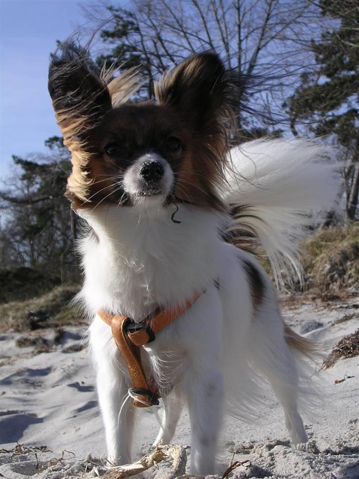 Papillon Toymaker´s Milla Vanilla. billede 2