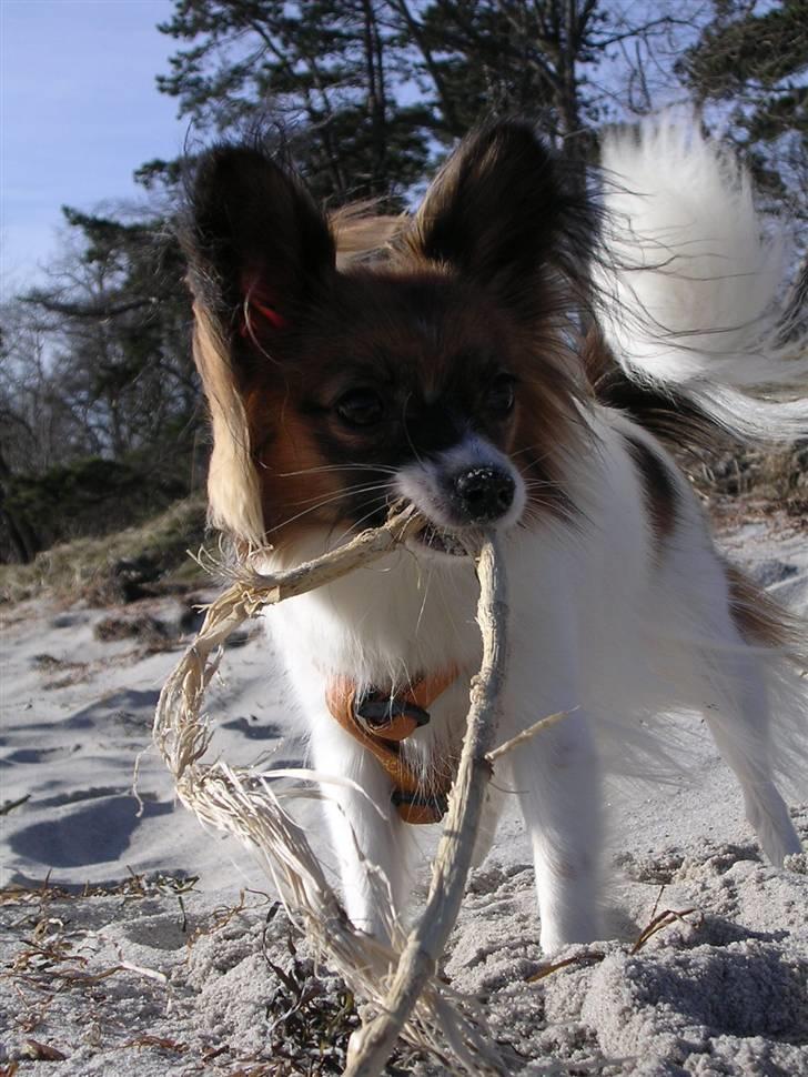 Papillon Toymaker´s Milla Vanilla. billede 3