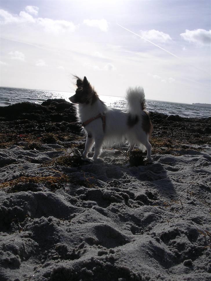 Papillon Toymaker´s Milla Vanilla. billede 4