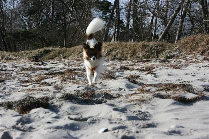 Papillon Toymaker´s Milla Vanilla. billede 5