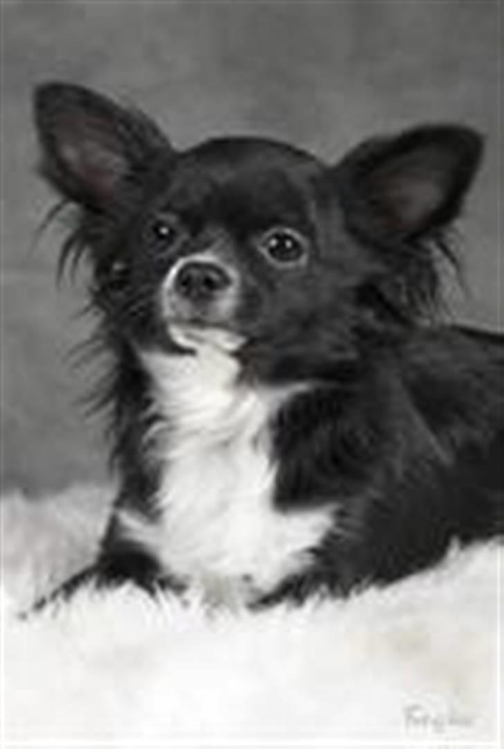 Chihuahua anton R.I.P d 14-12-07 billede 18