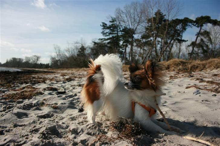 Papillon Toymaker´s Milla Vanilla. billede 8