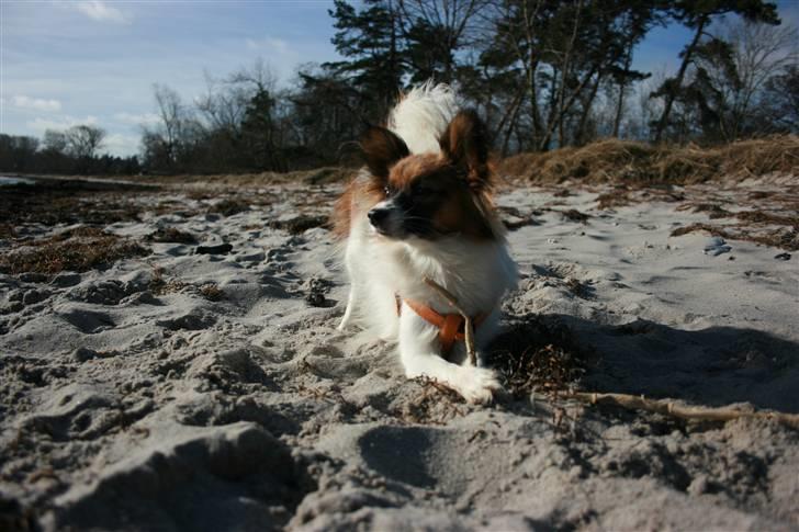 Papillon Toymaker´s Milla Vanilla. billede 9