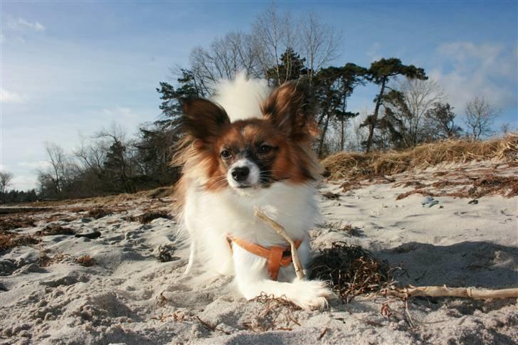 Papillon Toymaker´s Milla Vanilla. billede 10