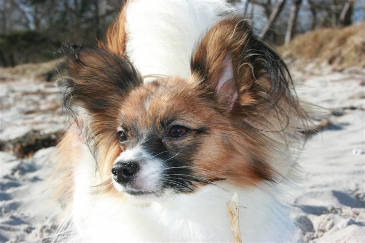 Papillon Toymaker´s Milla Vanilla. billede 11