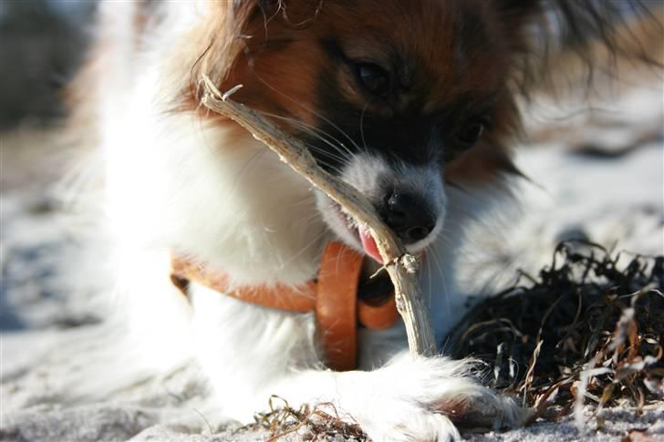 Papillon Toymaker´s Milla Vanilla. billede 12