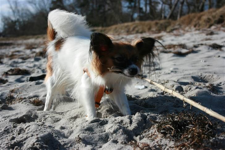 Papillon Toymaker´s Milla Vanilla. billede 13