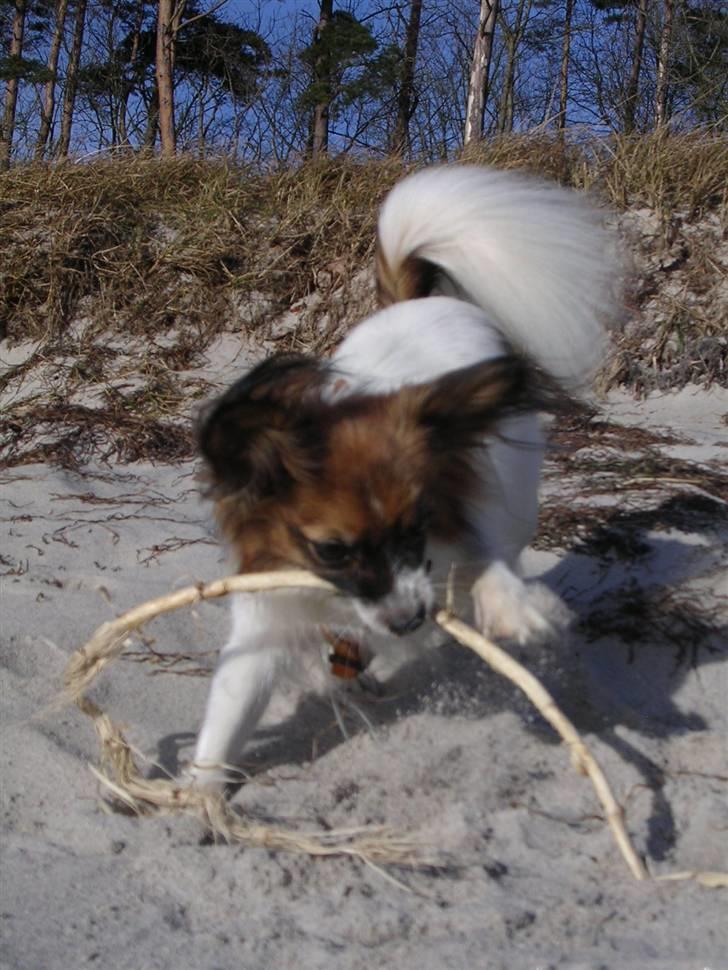 Papillon Toymaker´s Milla Vanilla. billede 14