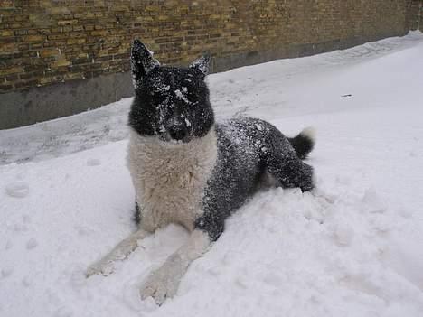 Karelsk bjørnehund Lucka billede 17