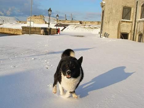 Karelsk bjørnehund Lucka billede 18