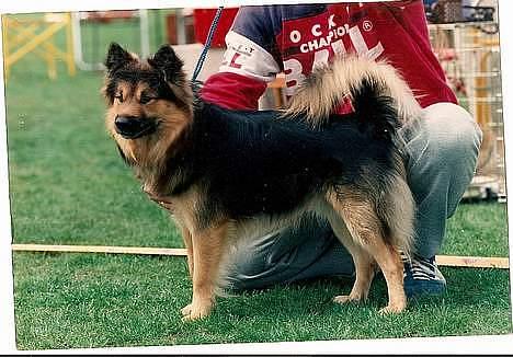 Islandsk fårehund Flóki - Tukkis smukke far Reiki billede 6