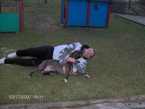 Amerikansk staffordshire terrier Cosmo billede 14