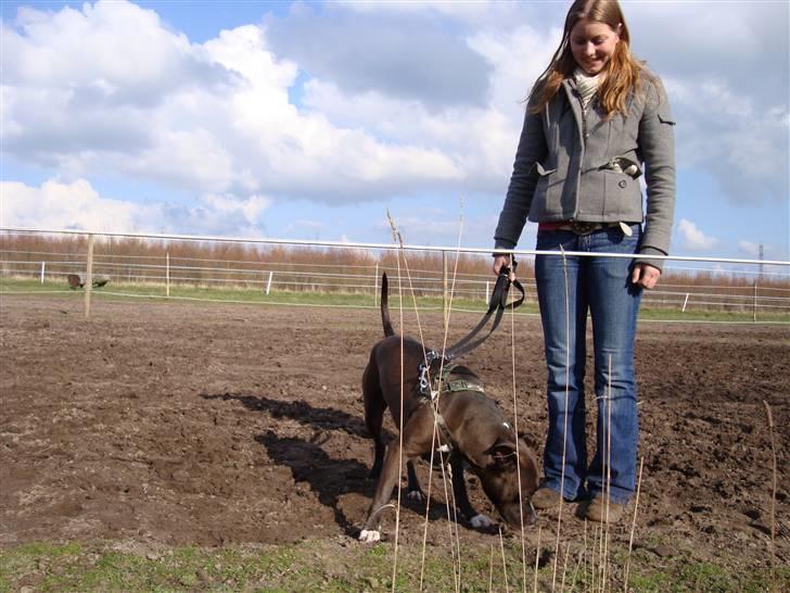 Amerikansk staffordshire terrier Cosmo billede 15
