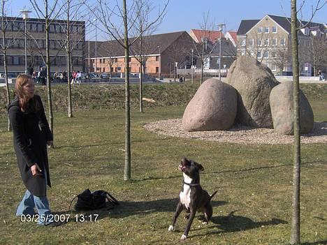 Amerikansk staffordshire terrier Cosmo billede 17