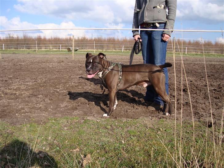 Amerikansk staffordshire terrier Cosmo billede 18