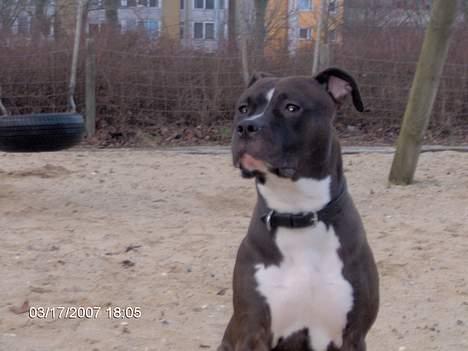 Amerikansk staffordshire terrier Cosmo billede 19