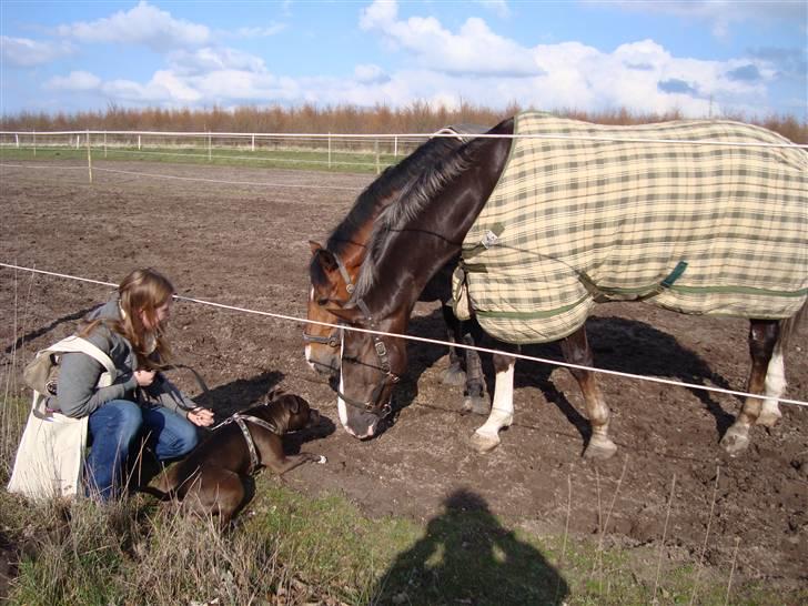 Amerikansk staffordshire terrier Cosmo billede 20