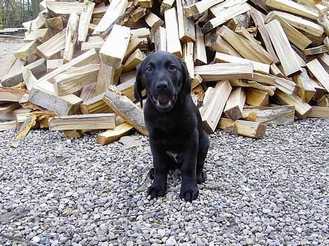 Labrador retriever Axel - Netop færdig med at hjælpe med brænde- godt at tygge i. billede 2