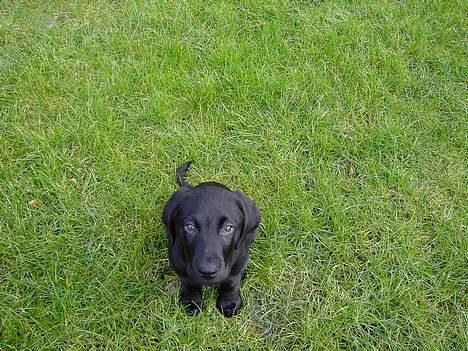 Labrador retriever Axel - Far, er vi ikke snart færdige med det foto pjat? billede 3