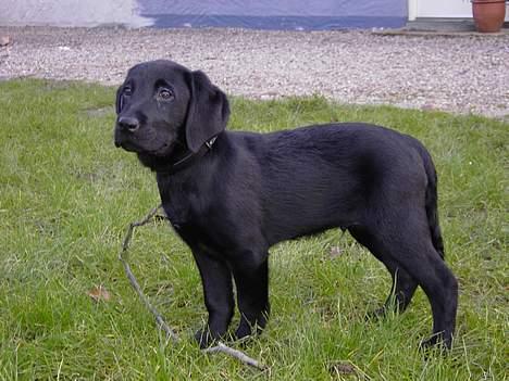 Labrador retriever Axel - Jeg er meget glad for pinde. billede 4