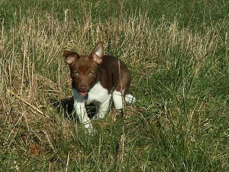 Blanding af racer lubbi billede 3