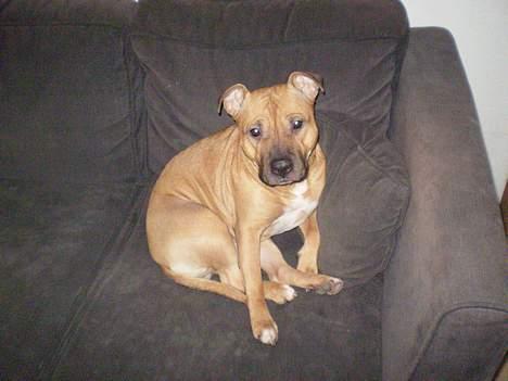 Amerikansk staffordshire terrier Freja - Nååå, jeg er da sød, ikk...:o) billede 10