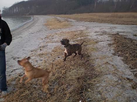 Amerikansk staffordshire terrier Freja - Oscar og jeg legede med far.. billede 12