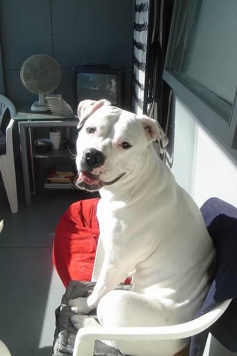 Amerikansk bulldog Coco billede 1