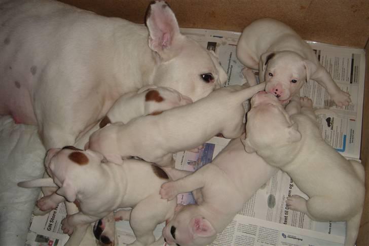 Amerikansk bulldog Coco billede 2