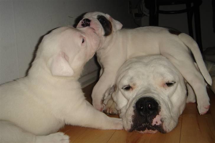 Amerikansk bulldog Coco billede 3