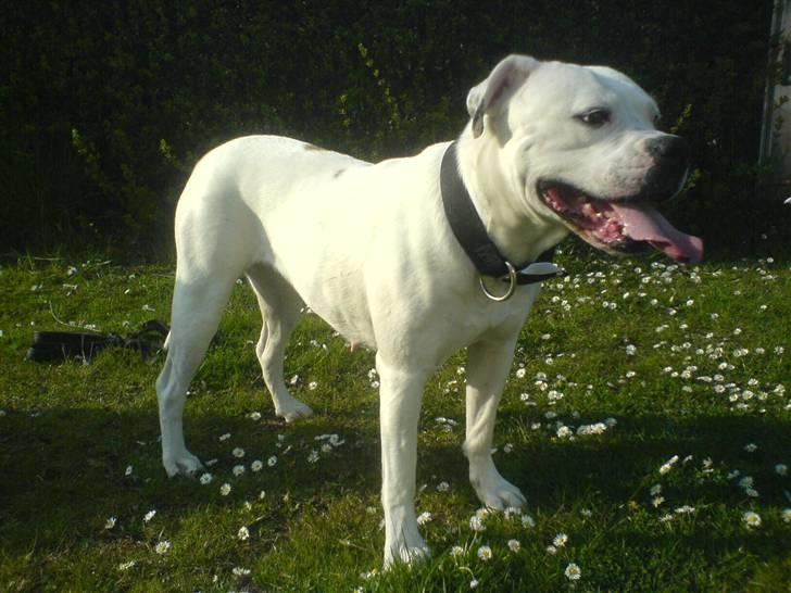 Amerikansk bulldog Coco billede 4