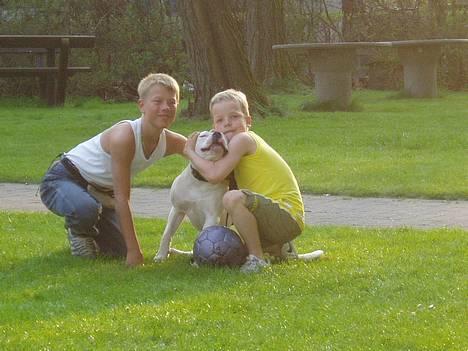 Amerikansk bulldog Coco billede 5