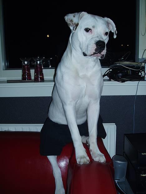 Amerikansk bulldog Coco billede 6