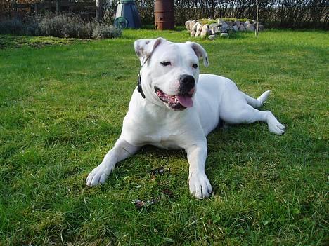 Amerikansk bulldog Coco billede 7