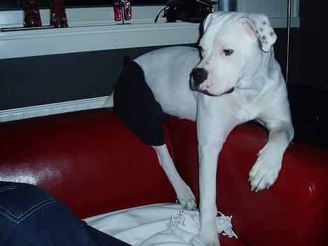 Amerikansk bulldog Coco billede 8