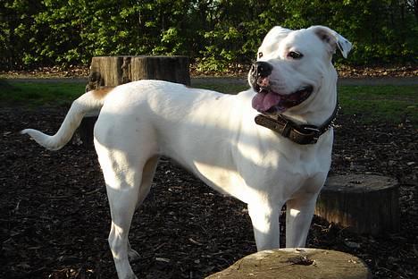 Amerikansk bulldog Coco billede 9