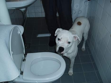 Amerikansk bulldog Coco - hov, der blev jeg vist lige taget i at drikke fra toilettet, øv... billede 10