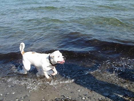 Amerikansk bulldog Coco - Jeg keder mig idag, Trist... billede 11