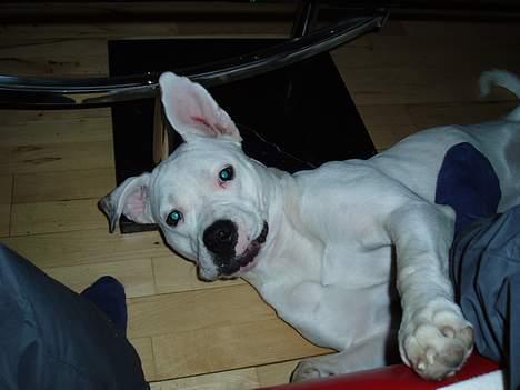 Amerikansk bulldog Coco - ballade humør billede 12