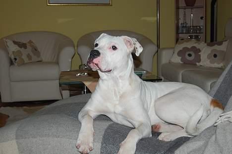 Amerikansk bulldog Coco billede 13