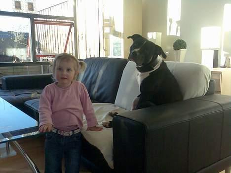 Amerikansk staffordshire terrier TEX - smiiiiil billede 2