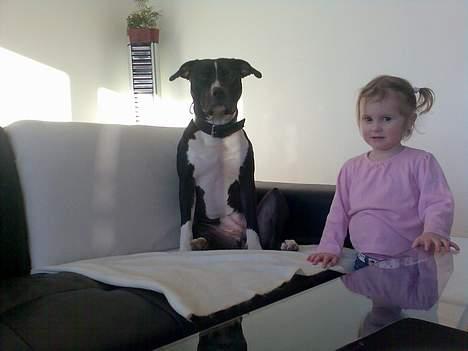 Amerikansk staffordshire terrier TEX - jeg ha en virkelig dårlig hårdag far... billede 3