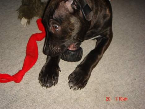 Amerikansk staffordshire terrier ASLAN billede 15