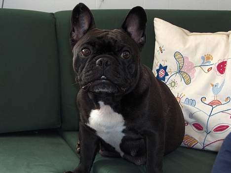 Fransk bulldog berta - Her sidder Berta lige og hygger sig i sofaen billede 1