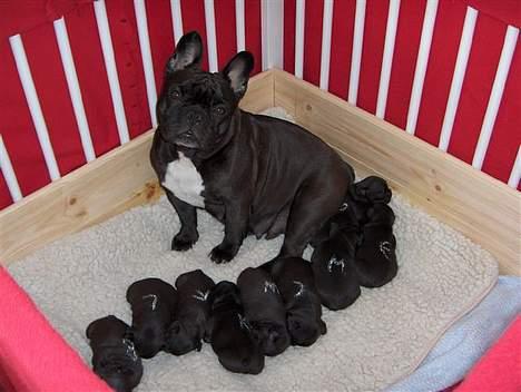Fransk bulldog berta - Berta med sine 9 smukke hvalpe billede 2