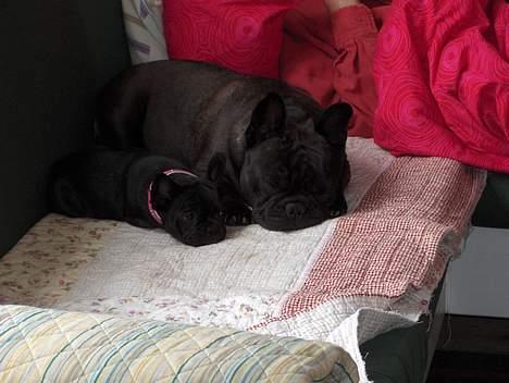 Fransk bulldog berta - Her ligge så mor med sin datter Laurine og tager en lur billede 3